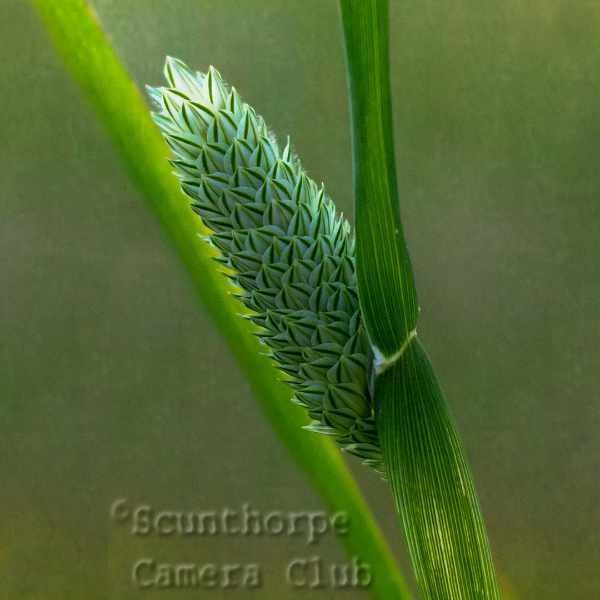 Canary grass
